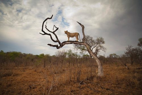 A female lion standing on bare branch - fStop