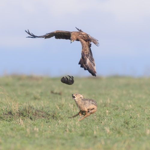 High drama in the plains of Maasai mara - Ateeb Hussain