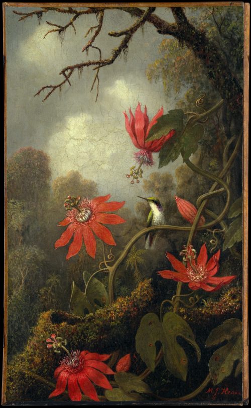 Hummingbird and Passionflowers (1875 - 1885) by Martin Johnson Heade