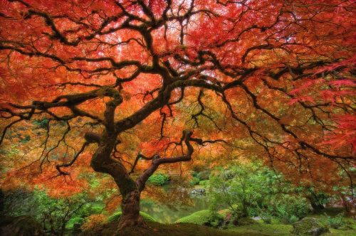 Japanese Garden, Portland by Jesse Estes