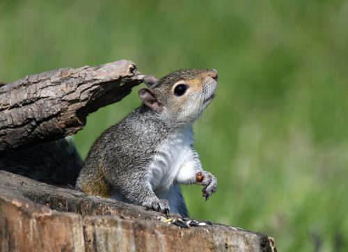 Grey Squirrel by laurie mccarty