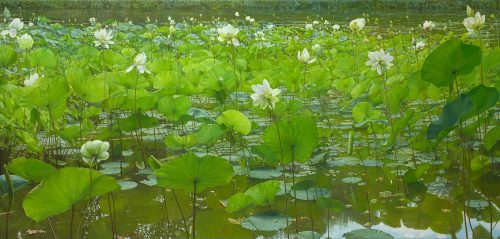 Eagerly Growing Lotus (2021) by Joke Frima