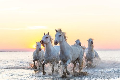 Camargue White Horses Running In Water by Peter Adams