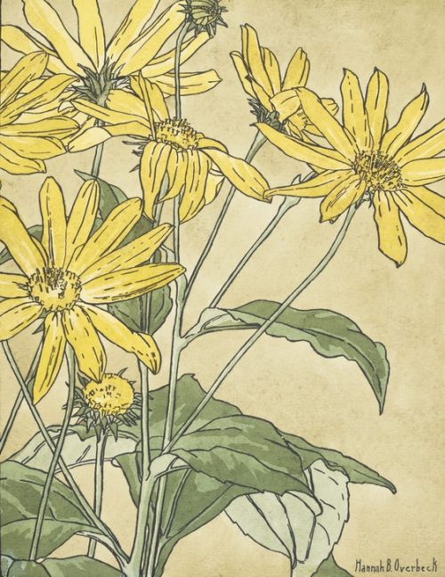 Sunflowers (possibly Jerusalem Artichoke) (1915) by Hannah Borger Overbeck